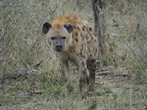 A hyena, spotted hyena (Crocuta crocuta)