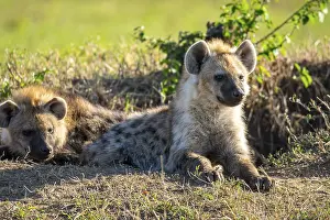 Two hyenas relax on the sunlit savannah