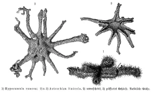Hyperamnia ramosa and Astrorhiza limicola
