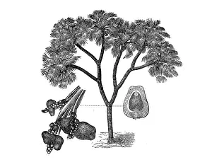 Hyphaene thebaica, hyphaene, doum palm
