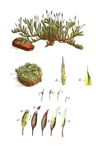Hypnum sericeum, moss, sleeping moss