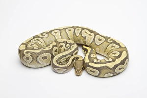 Hypo Mojave Ball Python or Royal Python (Python regius)