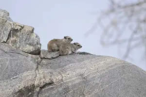 Two hyraxes sitting on a large rock