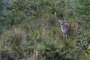 I can observe more and more fallow deer (Dama dama) in the vicinity of the main rutting ground