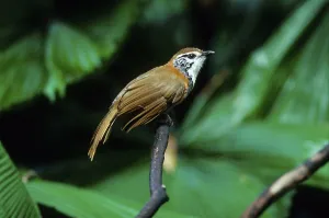 Ianthocincla pectoralis, Pectoral Laughing Thrush