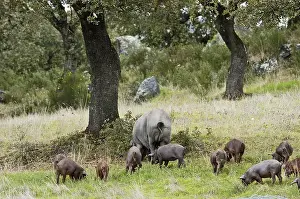 Iberian domestic pigs, Dehesa, Badajoz