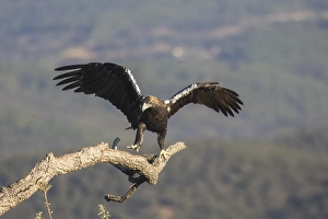 Iberian Eagle (Aquila adalberti)