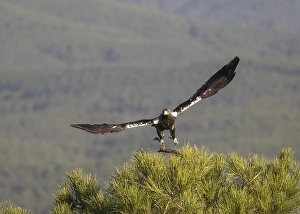 Iberian Eagle (Aquila adalberti)