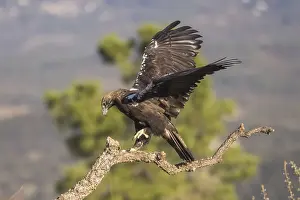 Iberian Eagle (Aquila adalberti)