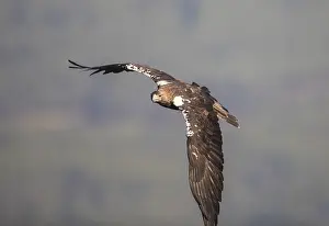 Iberian Eagle (Aquila adalberti)