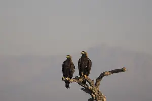 Iberian Eagle (Aquila adalberti)