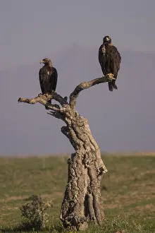 Iberian Eagle (Aquila adalberti)
