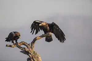 Iberian Eagle (Aquila adalberti)