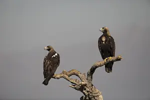 Iberian Eagle (Aquila adalberti)