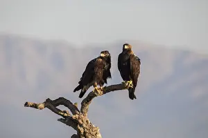 Iberian Eagle, Spanish Imperial Eagle (Aquila adalberti)