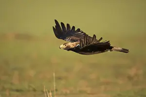 Iberian Eagle, Spanish Imperial Eagle (Aquila adalberti)