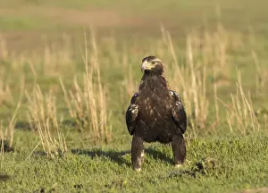 Iberian Eagle, Spanish Imperial Eagle (Aquila adalberti)