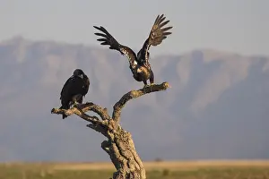Iberian Eagle in take-off, Spanish Imperial Eagle (Aquila adalberti)