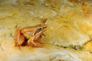 Iberian frog (Rana iberica), Spanish frogs