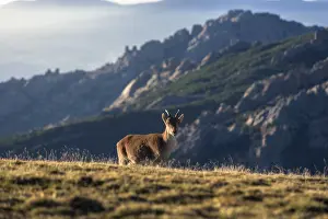 An Iberian Ibex stands gracefully on a mountain slope at sunset