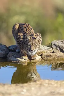 Iberian lynx (Lynx pardinus), drinking water at the waterhole