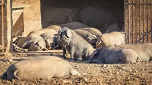 Framed Print : Iberian pigs lying in front of barn Framed Print : Iberian pigs lying in front of barn