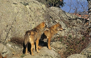 Iberian wolf, iberian wolves (Canis lupus signatus)