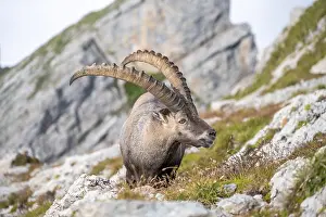 Ibex in the Appenzell Alps, on the Saentis