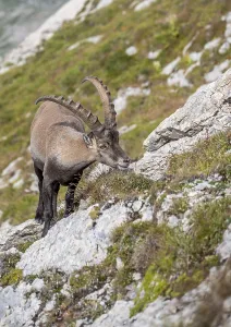 Ibex in the Appenzell Alps, on the Saentis