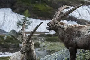 Ibex, Capra ibex, gran paradiso national