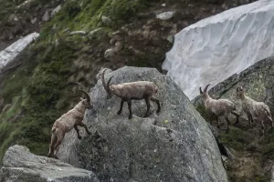 Ibex, Capra ibex, gran paradiso national