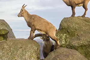 Two ibex (Capra ibex), a male and a female
