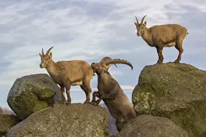 Two ibex (Capra ibex), a male and a female