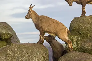 Two ibex (Capra ibex), a male and a female