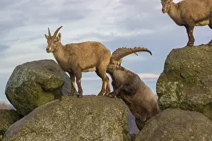 Two ibex (Capra ibex), a male and a female