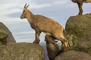 Two ibex (Capra ibex), a male and a female