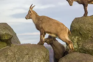 Two ibex (Capra ibex), a male and a female