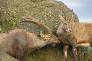 Two ibex (Capra ibex), a male and a female