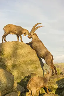 Two ibex (Capra ibex), a male and a female