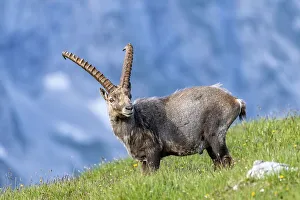 Ibex (Capra ibex), National Park Berchtesgaden