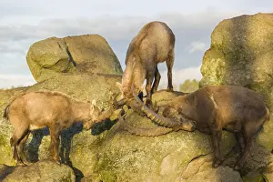Three ibex (Capra ibex) playing on a rock in the last light of the day
