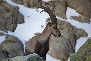 An ibex (Capra ibex) stands at attention on a snow-covered rocky terrain