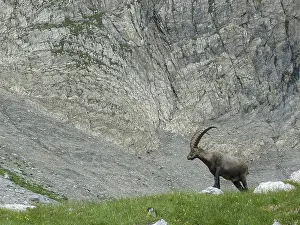 An ibex (Capricornus) stands on a mountain meadow in front of a rock face