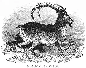 The Ibex, horns, bent, running