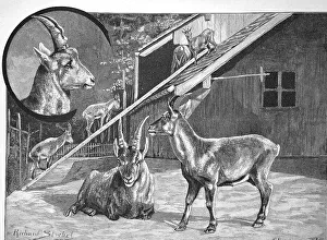 Ibex, Ibexes in the Zurich Game Park