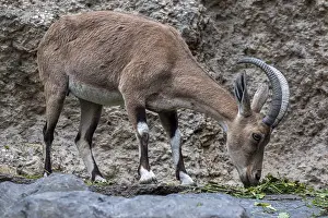 Ibex at the zoo, Zurich, Zurich, Germany, Europe