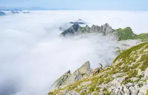 Ibexes above the sea of clouds on the Saentis