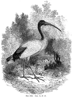 The ibis, Leviticus chapter 11 verse 17