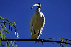 Ibis sits majestically on a branch in the Chinese Garden of Friendship