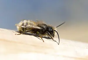 ibxcva09661002.jpg